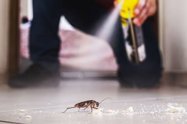 Best Pest Control Near Me  in Trophy Clu, TX